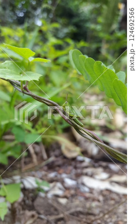 Green Grasshopper perched on the stem of a plant. Grasshopper, Valanga nigricornis, cyrtacanthacridinae. Green Grasshopper perched on the stem of a plant. Grasshopper, Valanga nigricornis, cyrtacanthacridinae. 124692566