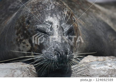 ゼニガタアザラシ ゼニガタアザラシ 124692589