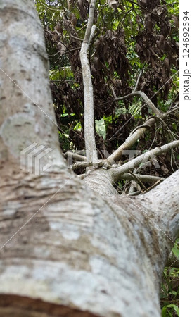 Used trees are cut down. Sick tree in the forest. Shot in the forest. Used trees are cut down. Sick tree in the forest. Shot in the forest. 124692594