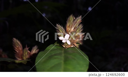 Lepidagathis incurva flower wallpaper. Shot in mountain.Justicia micrantha, Phaulopsis imbricata, ACANTHACEAE, willow leaf scale flower, Lepidagathis incurva, Phaulopsis 124692600