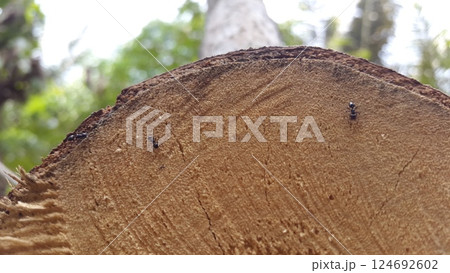 Small black ants on wood texture. Shot in forest. Blurred photos 124692602