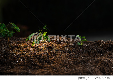 The seedlings are growing from the rich soil with the morning sun shining. Young Plant Growing In Sunlight. ecology concept. 124692630