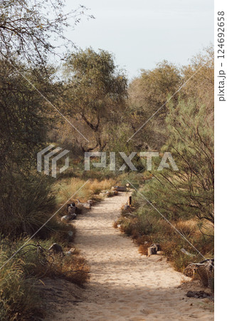 Deserted trail in a park, sandy road for walks. Daytime photo, summer 124692658