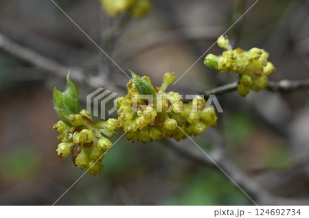 早春の山に咲くダンコウバイの花 早春の山に咲くダンコウバイの花 124692734