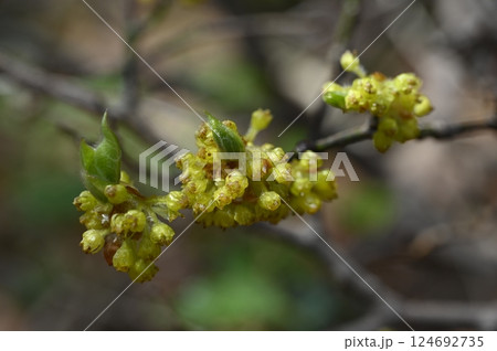 早春の山に咲くダンコウバイの花 早春の山に咲くダンコウバイの花 124692735