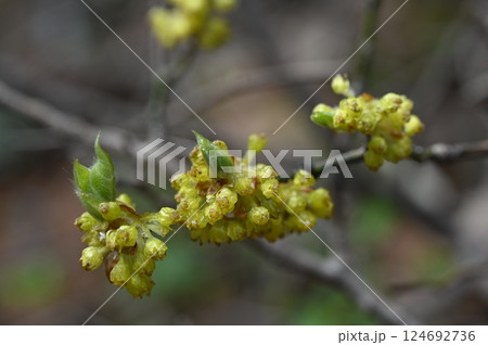 早春の山に咲くダンコウバイの花 124692736