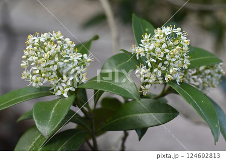 早春の山に咲くツルシキミの花 早春の山に咲くツルシキミの花 124692813