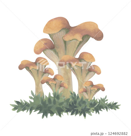 Watercolor Chanterelle mushrooms on grass - autumn illustration Watercolor Chanterelle mushrooms on grass - autumn illustration 124692882