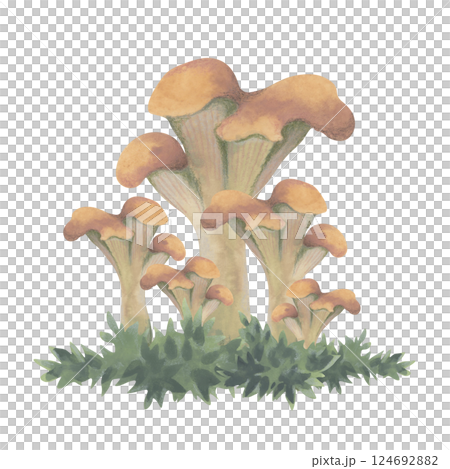 Watercolor Chanterelle mushrooms on grass - autumn illustration Watercolor Chanterelle mushrooms on grass - autumn illustration 124692882