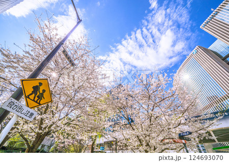 日本の東京都市景観 銀座の桜が満開。数寄屋橋公園や有楽町マリオンなどを望む 124693070