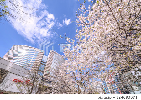 日本の東京都市景観 銀座の桜が満開。数寄屋橋公園や有楽町マリオンなどを望む 124693071
