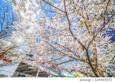 日本の東京都市景観 銀座の桜が満開。数寄屋橋公園や有楽町マリオンなどを望む 124693072