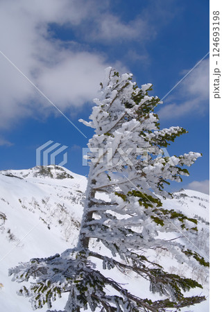 霧氷の樹木と上州武尊山 124693198