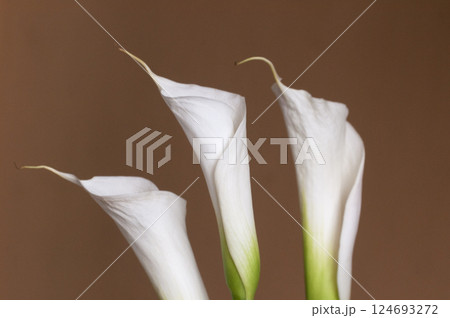 Calla lily flowers closeup Calla lily flowers closeup 124693272