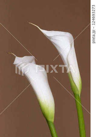 Calla lily flowers close up Calla lily flowers close up 124693273