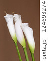 Calla lily flowers close up 124693274