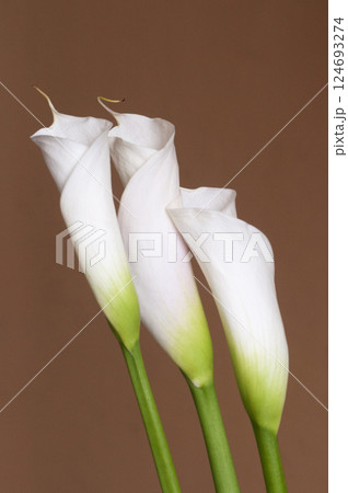 Calla lily flowers close up Calla lily flowers close up 124693274