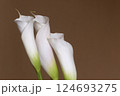 Calla lily flowers close up 124693275