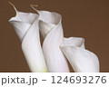 Calla lily flowers close up 124693276