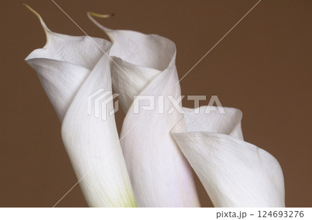 Calla lily flowers close up Calla lily flowers close up 124693276