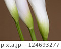 Calla lily flowers close up 124693277