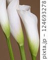 Calla lily flowers close up 124693278