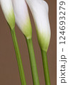 Calla lily flowers close up 124693279