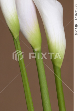 Calla lily flowers close up Calla lily flowers close up 124693279