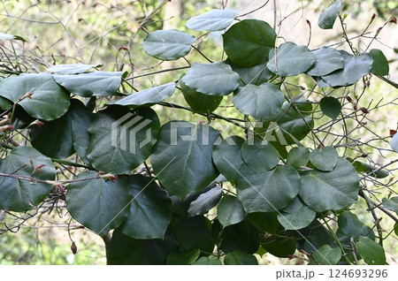 キジョランの葉 124693296