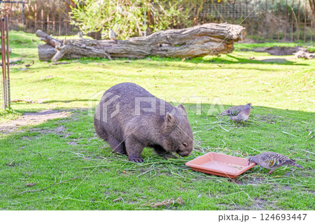 動物 動物学 野生動物 124693447