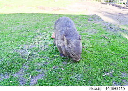 動物 動物学 野生動物 124693450