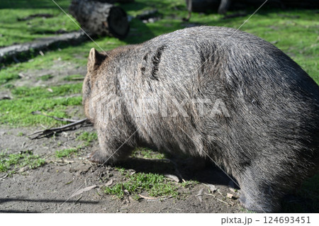 動物 動物学 野生動物 124693451