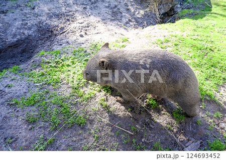 動物 動物学 野生動物 124693452