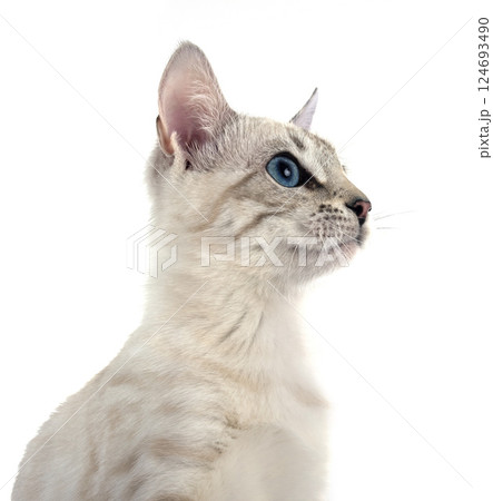 bengal kitten in studio bengal kitten in studio 124693490