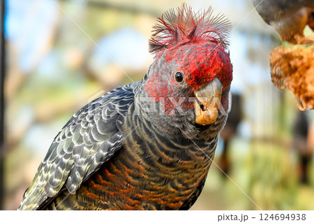 動物 動物学 豪州 124694938