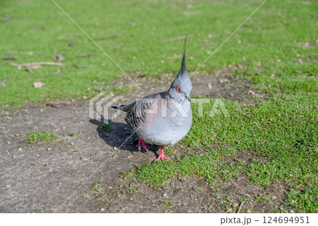 アデレード 動物 動物学 124694951