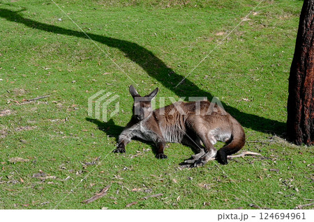 動物 動物学 豪州 124694961