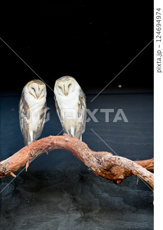 動物 動物学 鳥綱 124694974