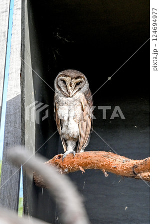 動物 動物学 鳥綱 124694977
