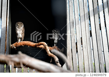 動物 動物学 鳥綱 124694979
