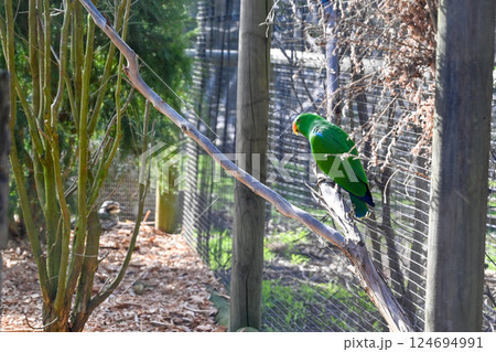 動物 動物学 動物のテーマ 124694991