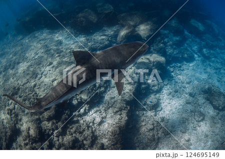 Tiger shark close up in blue ocean. Diving with dangerous big sharks 124695149