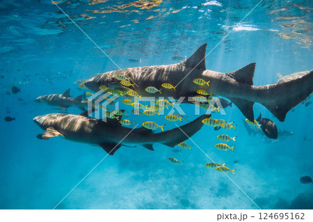 Sharks swims with yellow fish in sea. Nurse sharks underwater in blue ocean Sharks swims with yellow fish in sea. Nurse sharks underwater in blue ocean 124695162
