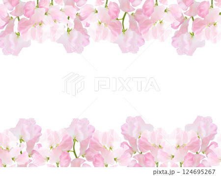 春の生花フレーム枠　かわいい背景素材　淡いピンク色　スイートピー　上下ライン線 124695267
