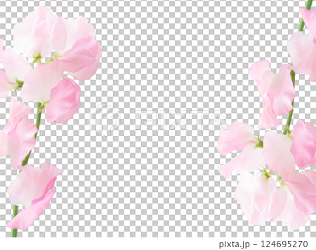Pink fresh flowers Spring frame Background image material Sweet pea on both ends Beautiful 124695270