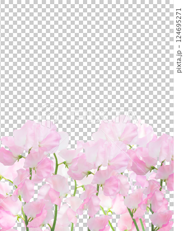 Spring fresh bouquet background material Frame Pale pink Sweet pea Background material 124695271