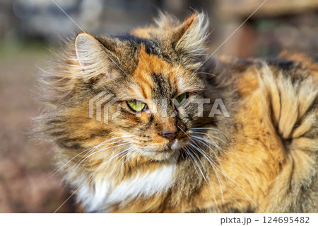 colorful fluffy cat colorful fluffy cat 124695482