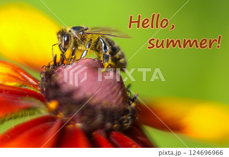 Bee on flower in close-up. Text Hello, summer 124696966