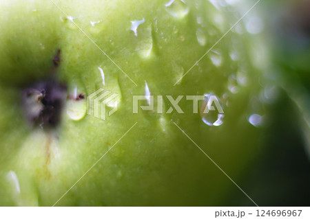 Close-Up of Fresh Green Apple with Water Droplets. for concepts related to freshness and nature 124696967