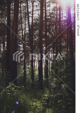 Deep in the pine woods, sunny day Deep in the pine woods, sunny day 124697286